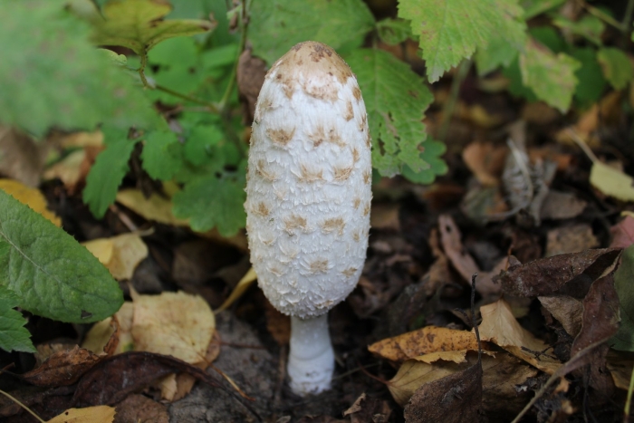 Белый навозник гриб