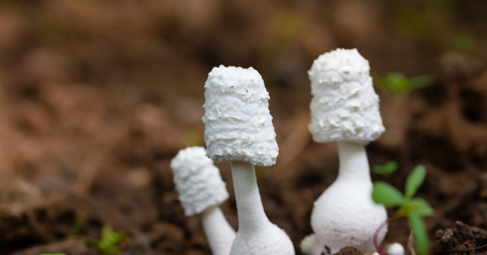 Белый навозник гриб