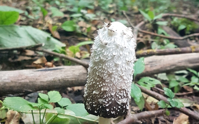 Навозник копринус