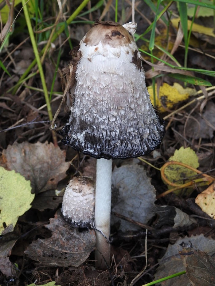 Навозник белый coprinus comatus