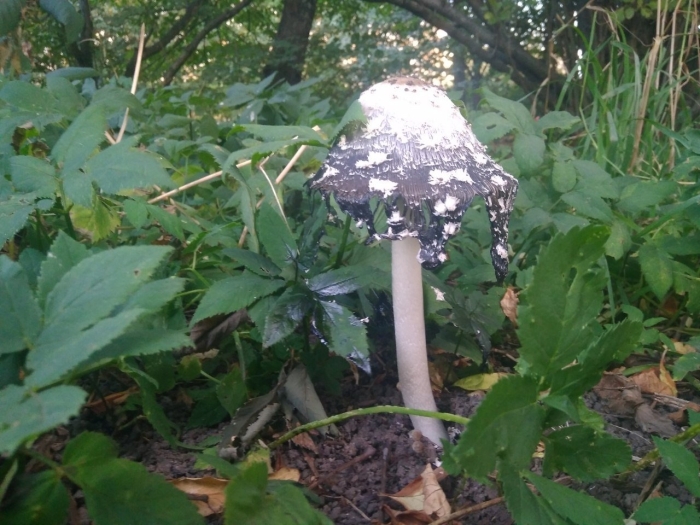 Навозник белый съедобный