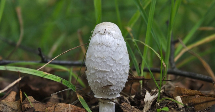 Гриб навозник белый