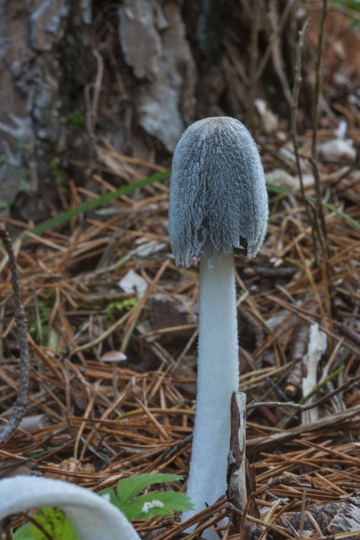 Гриб навозник серый