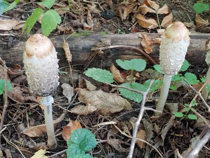 Навозник обыкновенный гриб