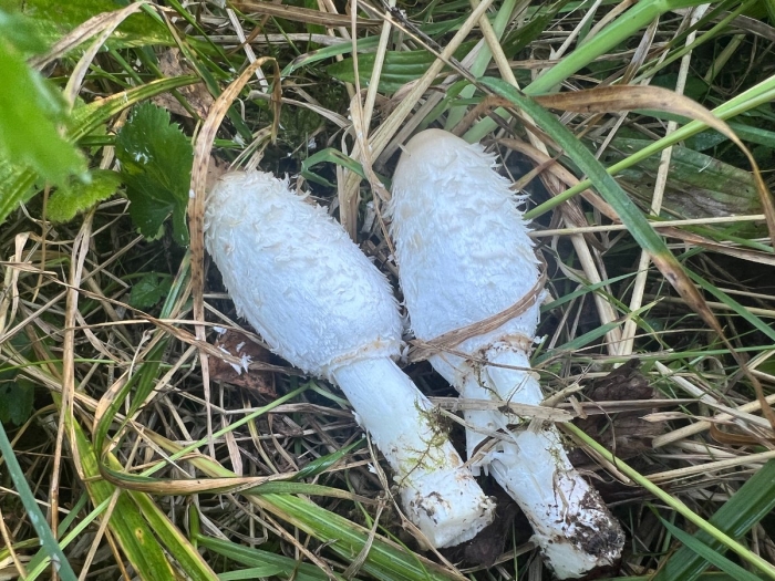 Навозник белый съедобный