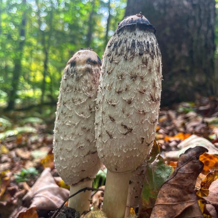 Навозник обыкновенный