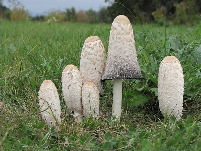 Гриб навозник