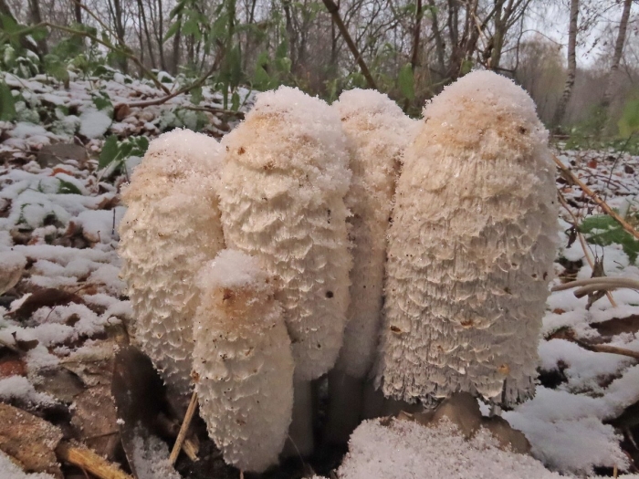 Навозник белый