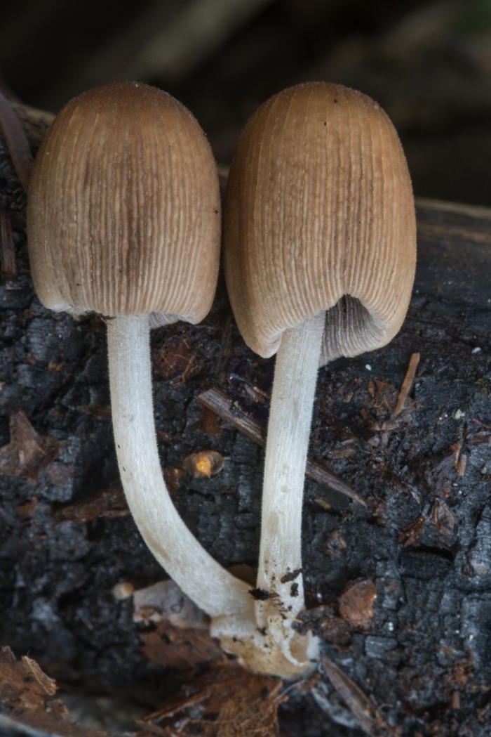 Навозник обыкновенный coprinopsis cinerea