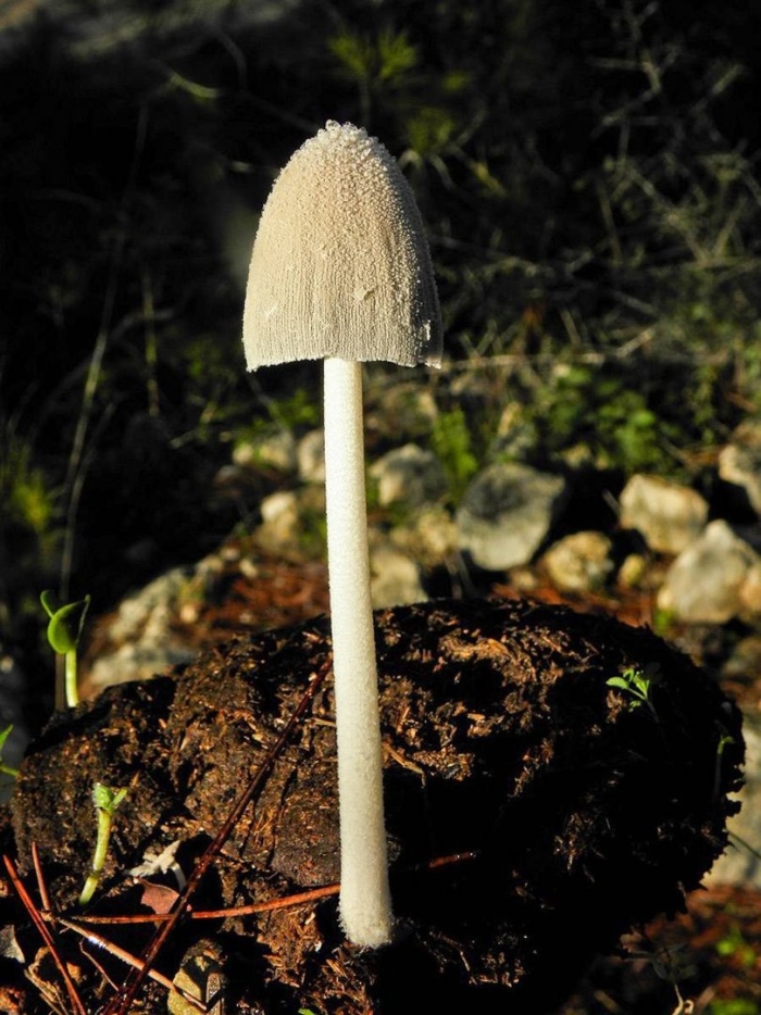 Навозник coprinus domesticus
