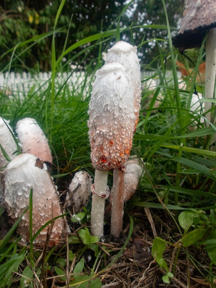 Coprinus comatus