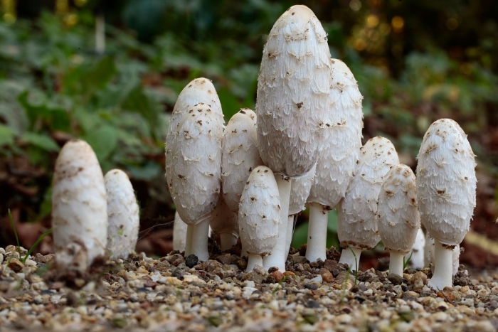 Coprinus comatus