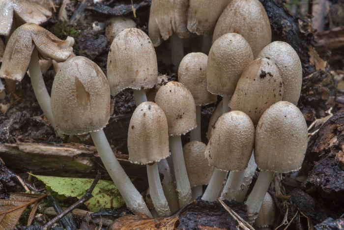 Навозник серый coprinus atramentarius