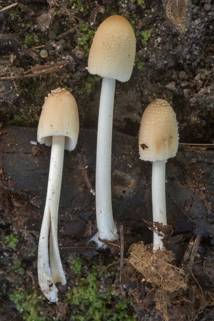 Coprinellus domesticus
