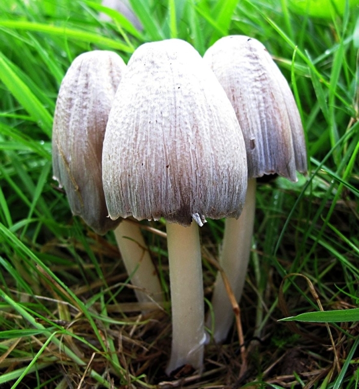 Навозник серый coprinus atramentarius