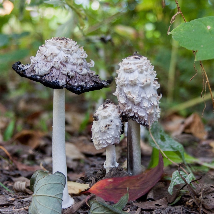 Копринус гриб навозник