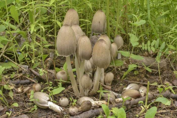 Навозник серый coprinus atramentarius