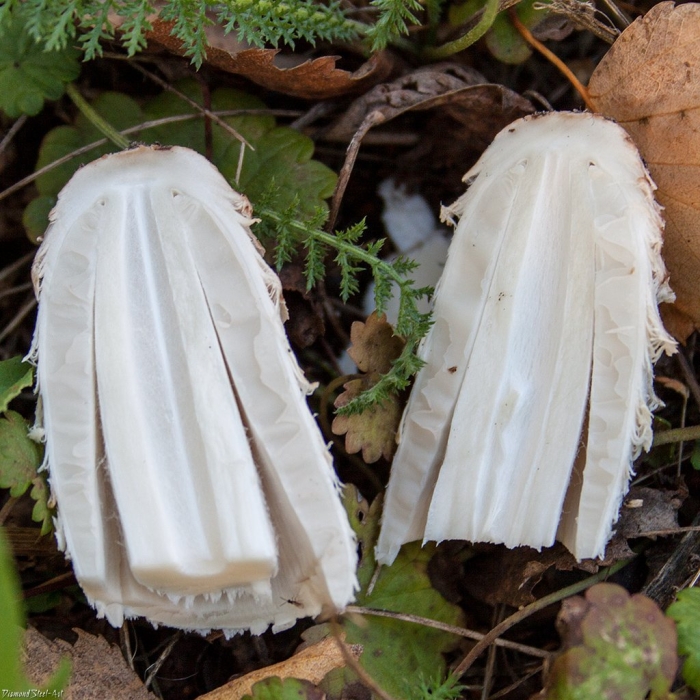 Навозник белый (копринус)