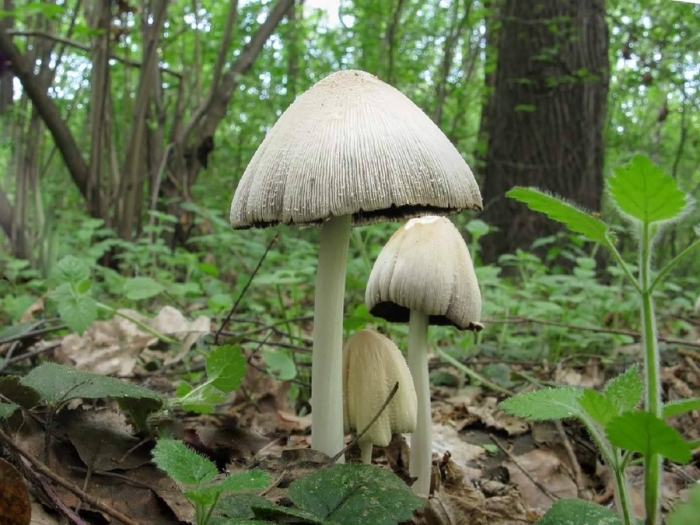 Навозник обыкновенный гриб