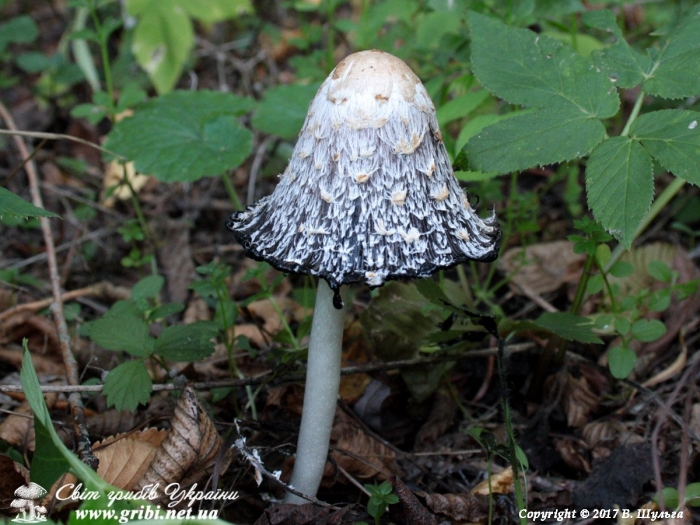 Навозник обыкновенный гриб