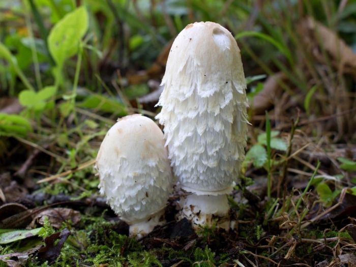 Навозник обыкновенный гриб