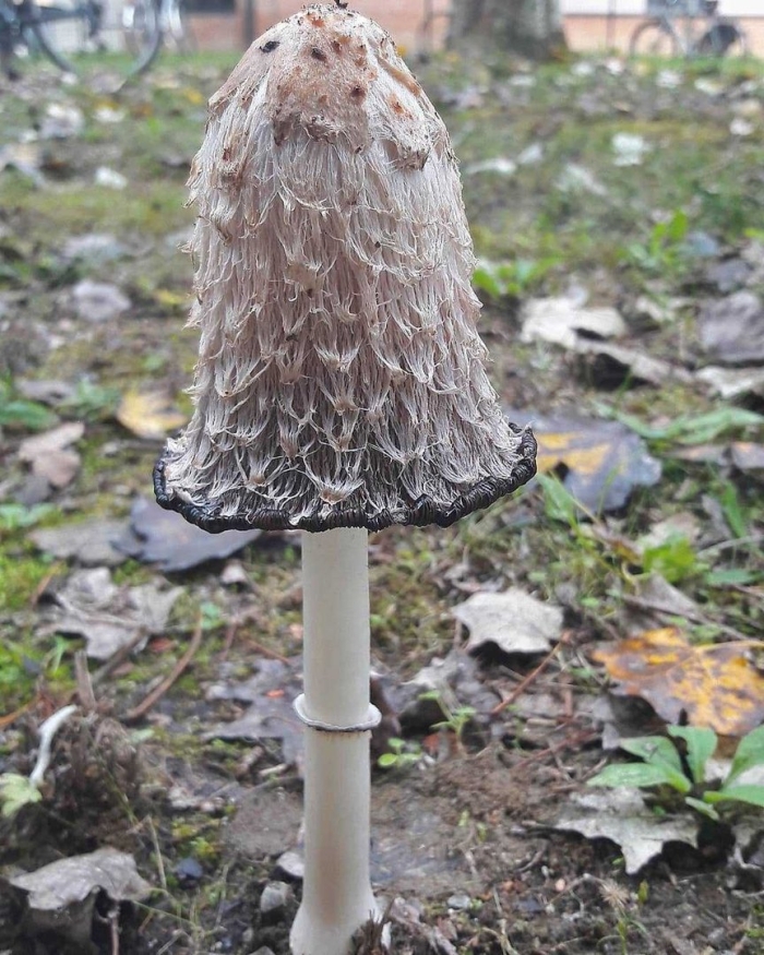 Чернильный гриб навозник белый