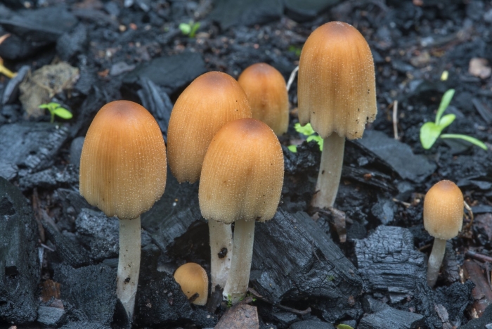 Навозник золотистый гриб