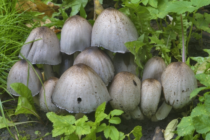 Навозник обыкновенный coprinopsis cinerea