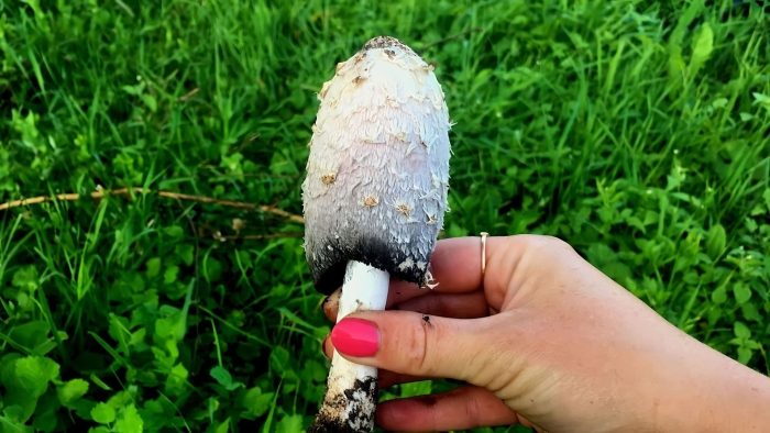 Навозник мерцающий гриб