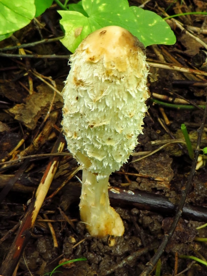 Навозник белый гриб