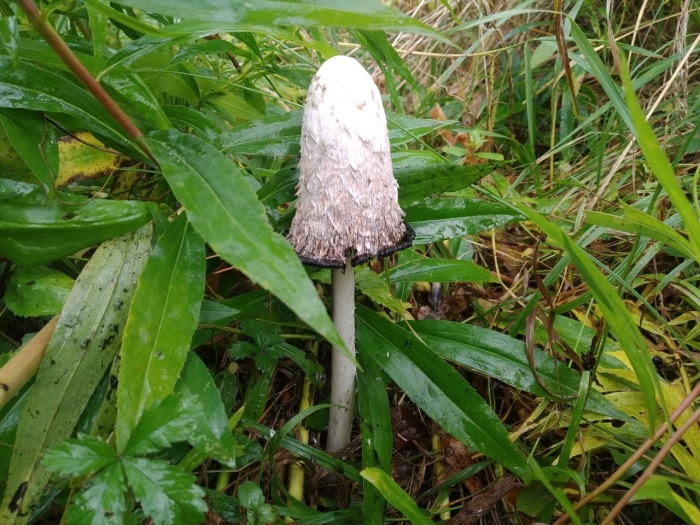 Навозник белый лат coprinus comatus