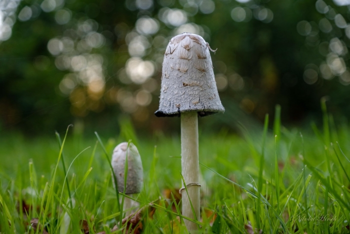 Навозник обыкновенный гриб