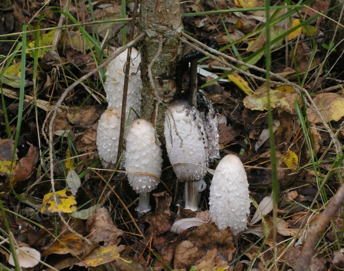 Навозник белый съедобный