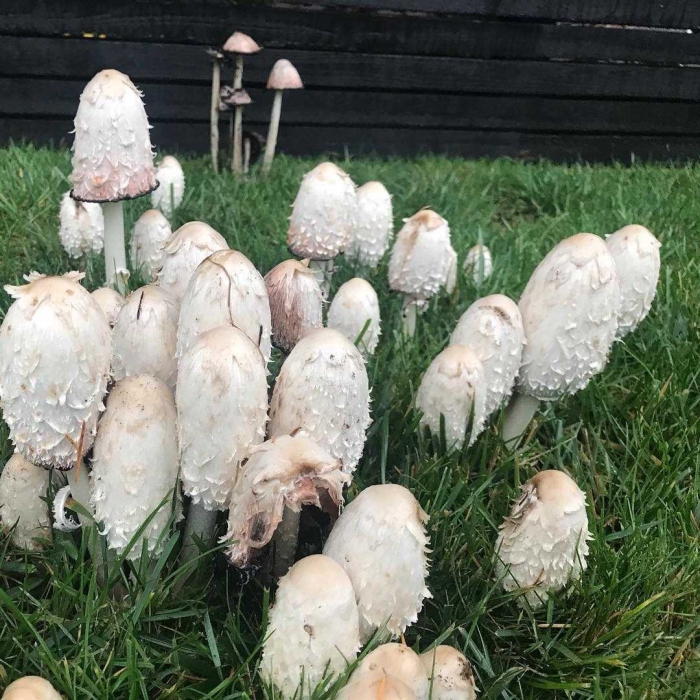 Гриб навозник белый съедобный