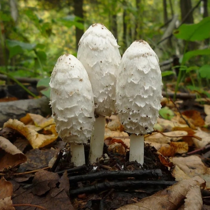 Навозник копринус