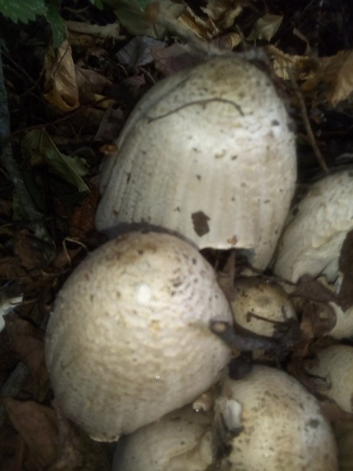 Навозник серый гриб