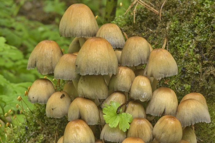 Навозник мерцающий