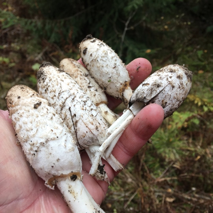 Гриб навозник белый