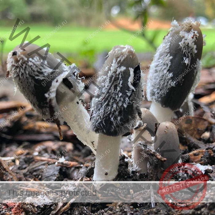 Навозник обыкновенный coprinopsis cinerea