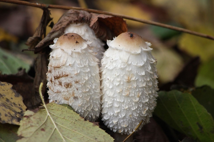 Навозник белый