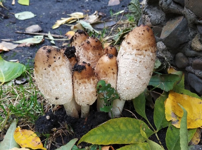 Навозник белый гриб