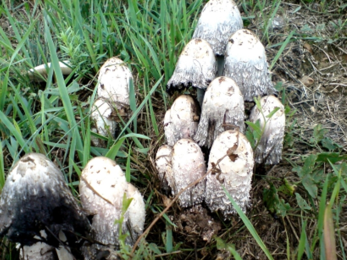 Навозник белый съедобный