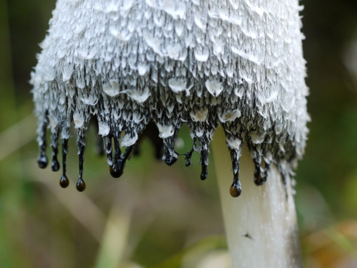 Белый навозник гриб