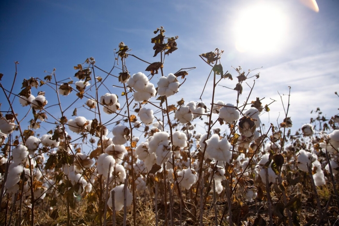 Хлопчатник растение