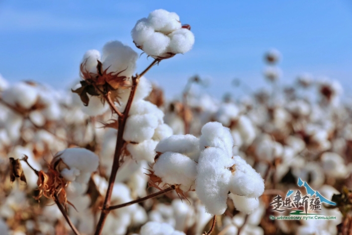 Поле хлопчатника