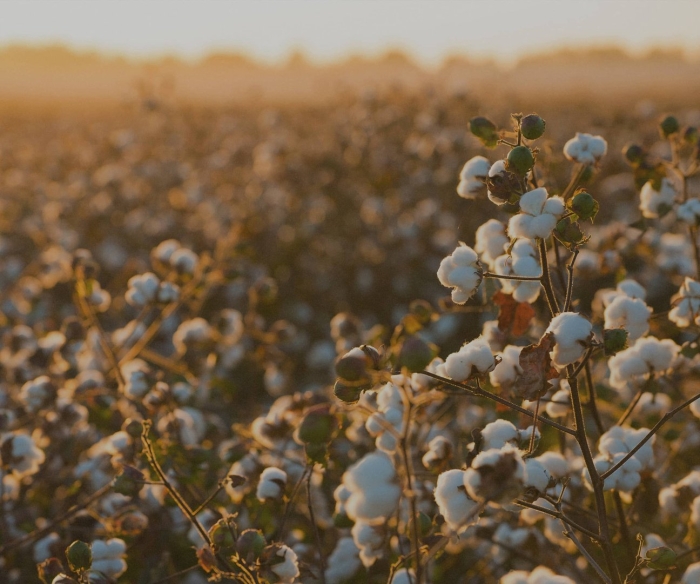 Поле хлопка