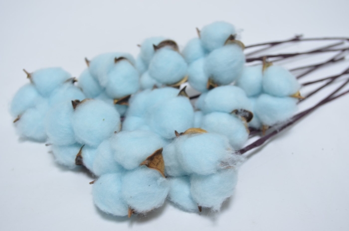 Сухоцвет хлопок голубой