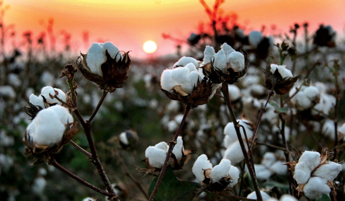 Хлопчатник травянистый