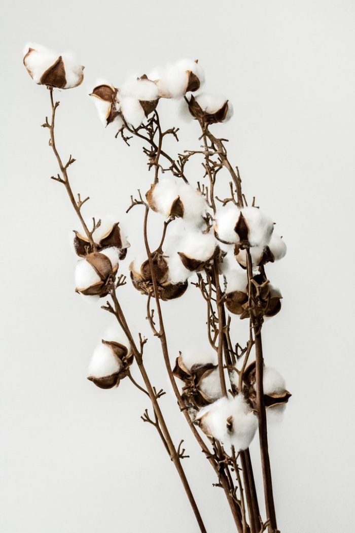 Cotton plant