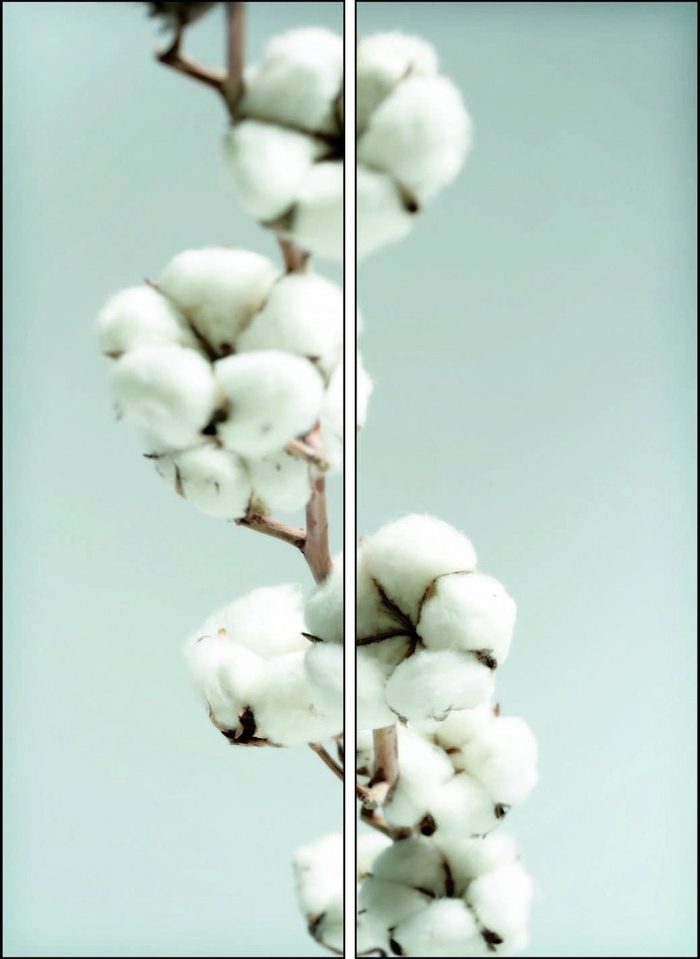 Хлопок ветка